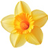 Narcissus absolute Orpur